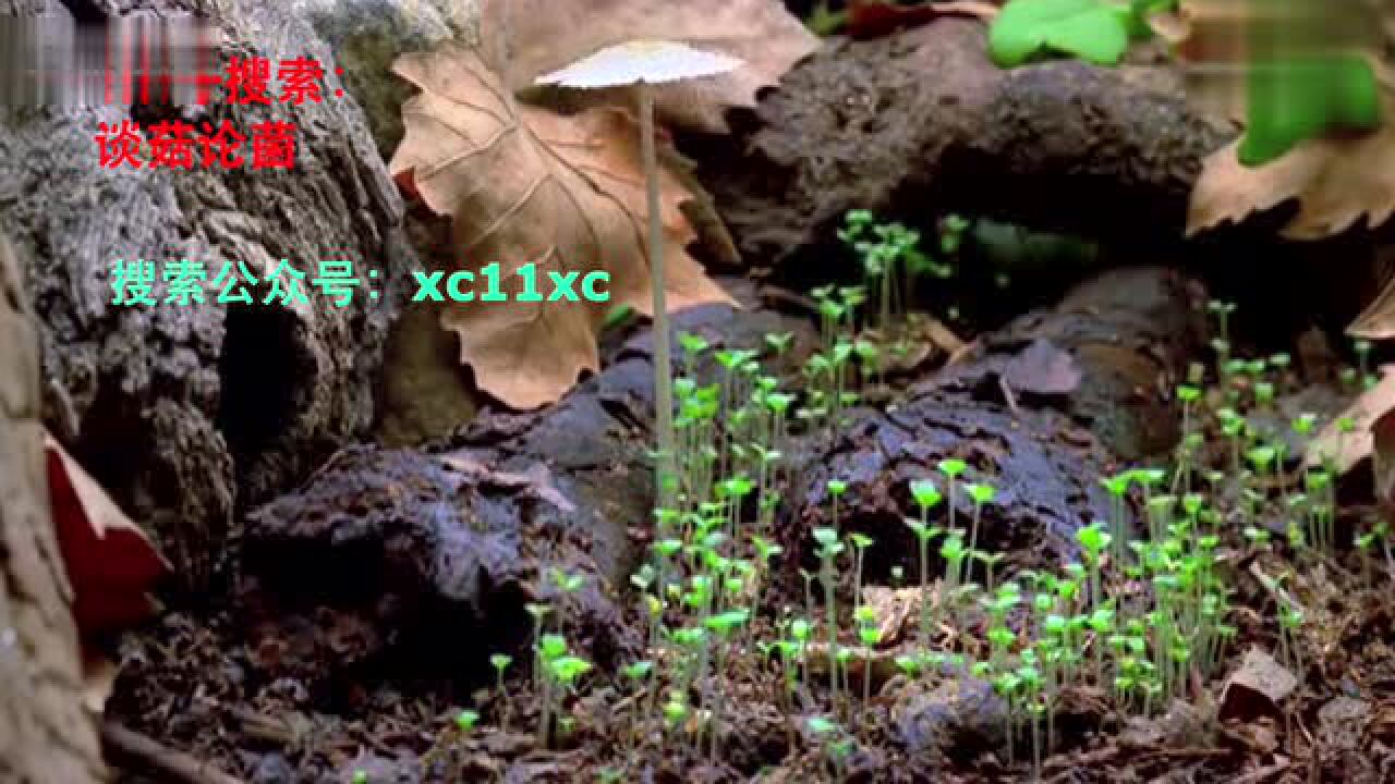 _高清1080P在线观看平台_腾讯视频