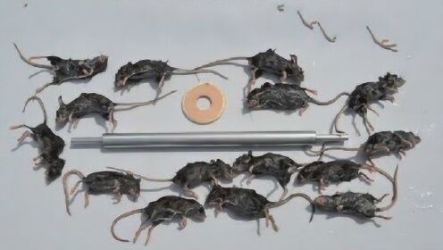 小伙发明捕鼠神器，一周抓了15个老鼠，不曾失手！