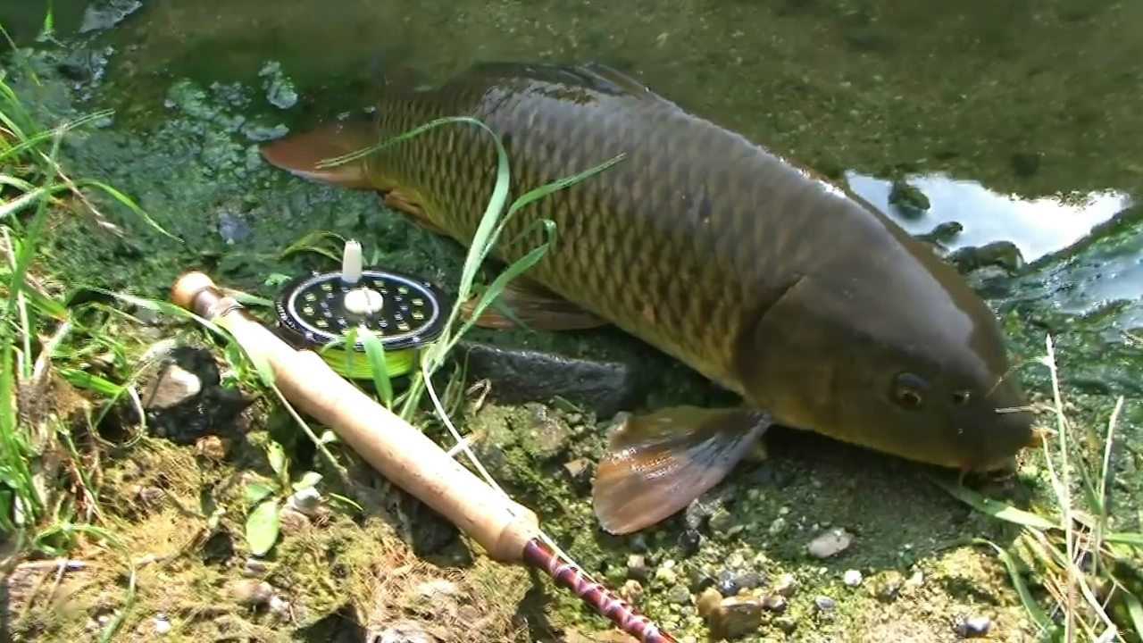 这个鲤鱼饿疯了吧,不是饵料你也吃,看磕着了吧_腾讯视频