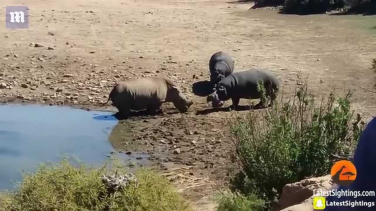 大旱中河马捍卫水塘将犀牛活活淹死