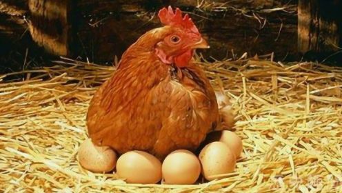 神奇的动物：看老母鸡是如何下蛋的