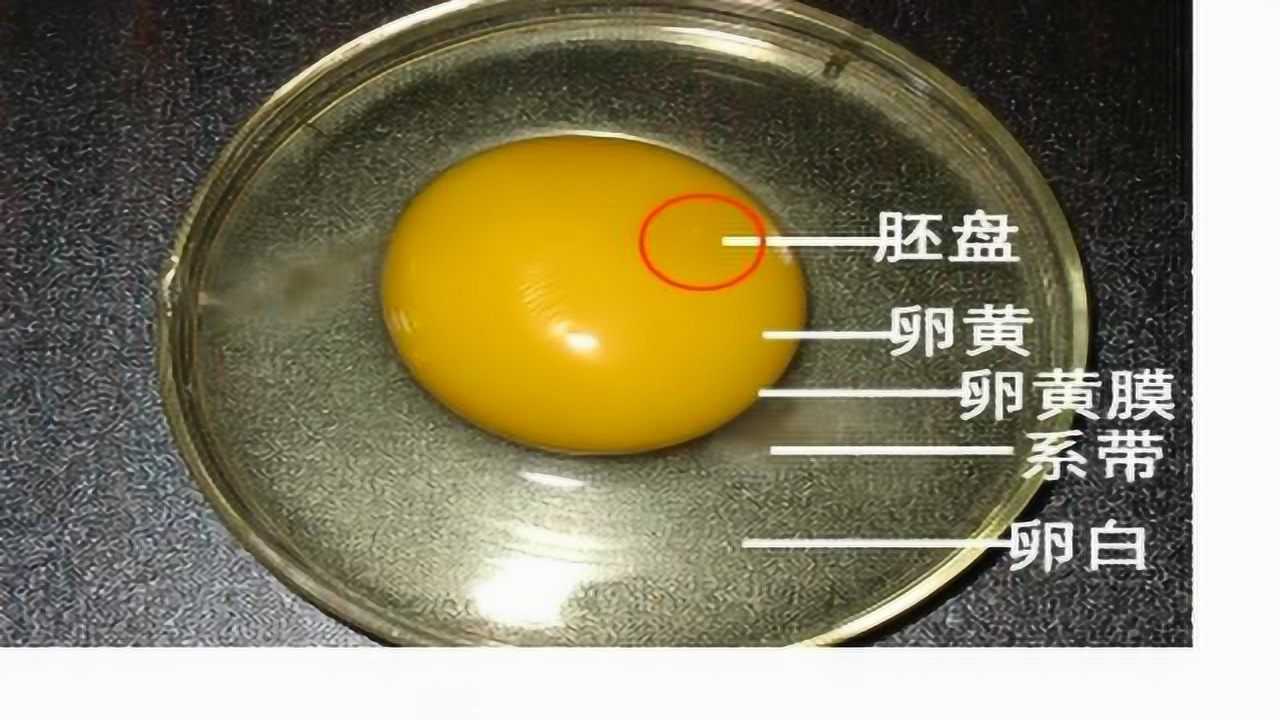 胚盘鸡蛋图片图片