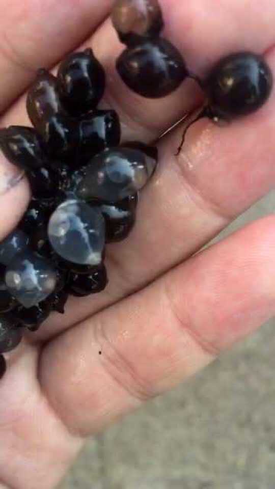 阳光照射下,乌贼卵中的小乌贼清晰可见