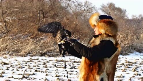 你没听过的千年狩猎技术，这是满族世代相传的驯鹰文化！