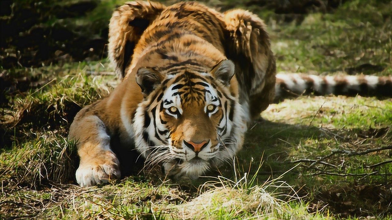野外老虎觅食过程,一路探寻着能捕猎到食物,但往往失之交臂!
