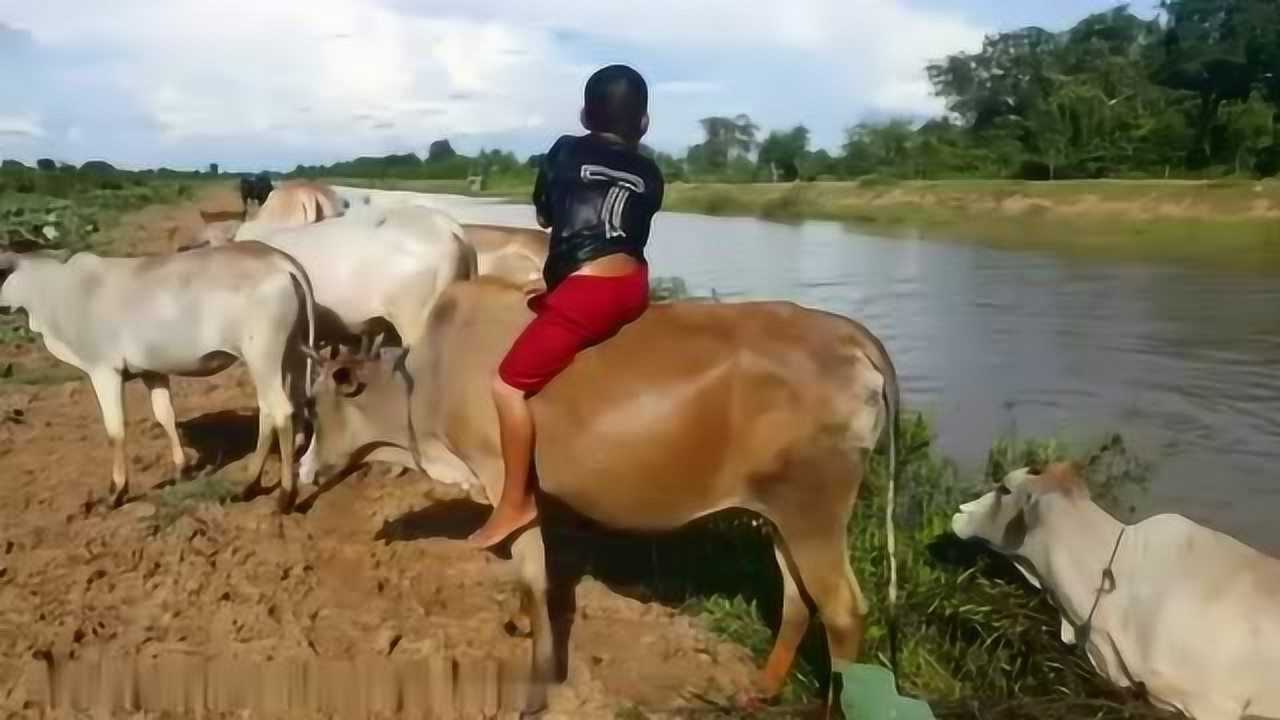 农村:牧童骑黄牛,歌声振林樾_腾讯视频