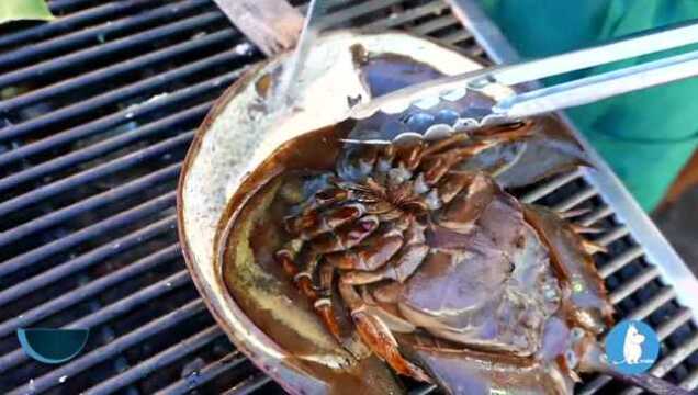 宰杀一只鲎据说它的血是蓝色的肉和卵可以吃有人吃过吗