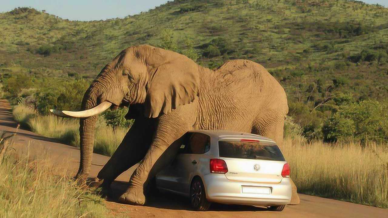 动物攻击人类的瞬间,太可怕了!