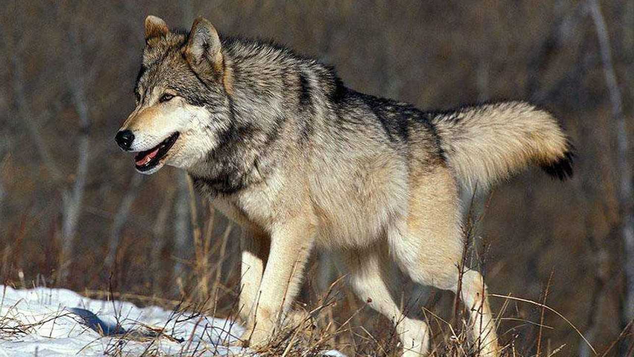 世界上最大的犬科动物体重近200斤的凶猛北美灰狼