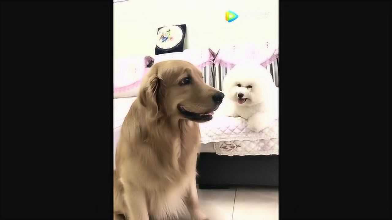 主人叫金毛拿它儿子的骨头给比熊吃金毛护犊子坚决不肯拿出来