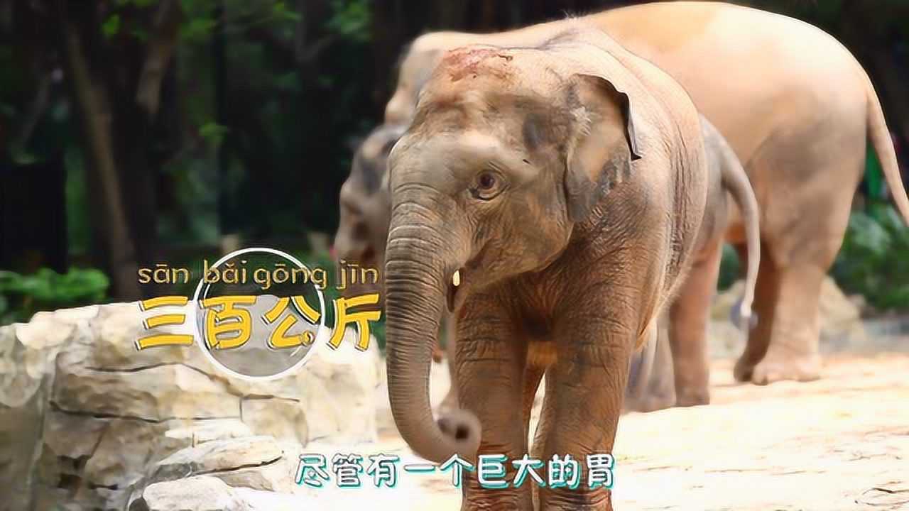 大象知识视频2_腾讯视频