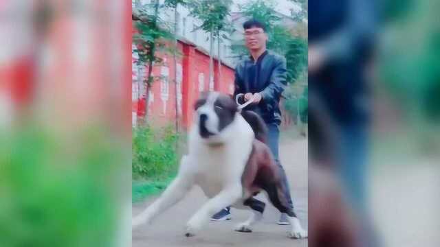 人溜狗见多了狗溜人还是头次见小伙都快拉不住了