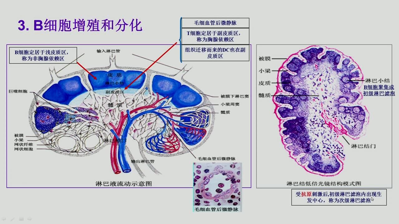 医学免疫学-B细胞介导的免疫应答_高清