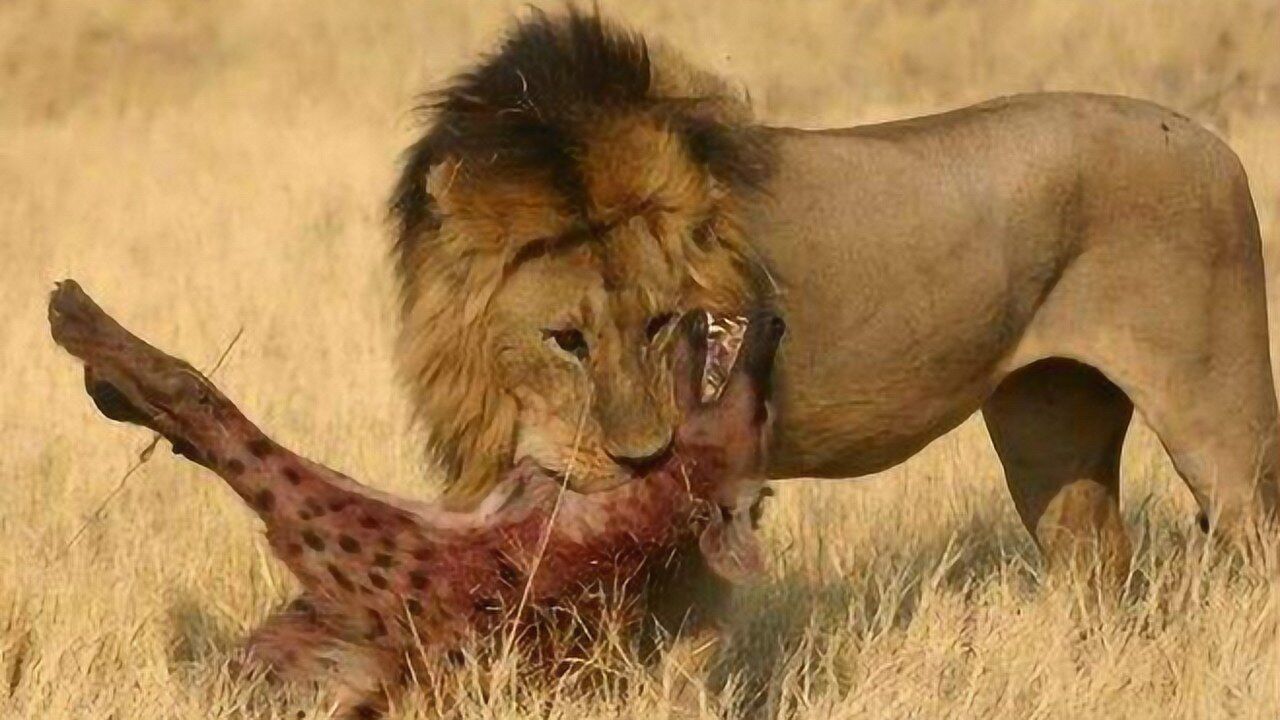 狮子饥不择食,偷袭睡梦中的鬣狗