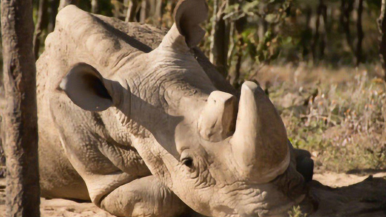 世界上最后一头雄性北方白犀牛死亡 物种濒临灭绝