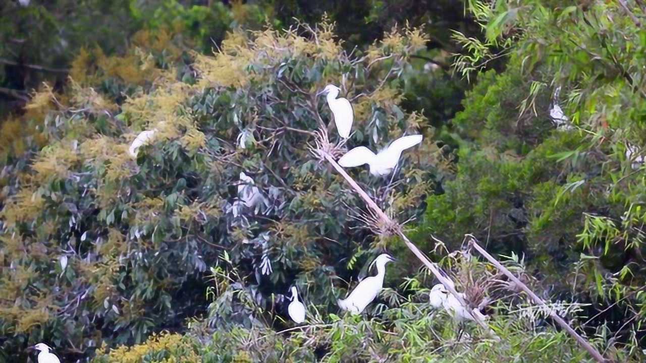 防城港白鹭视频高清1080P在线观看平台腾讯视频