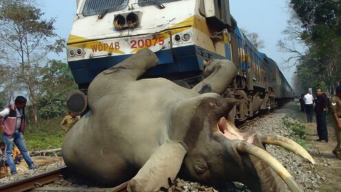 惨！大象横穿铁路轨道，被火车直接撞死！