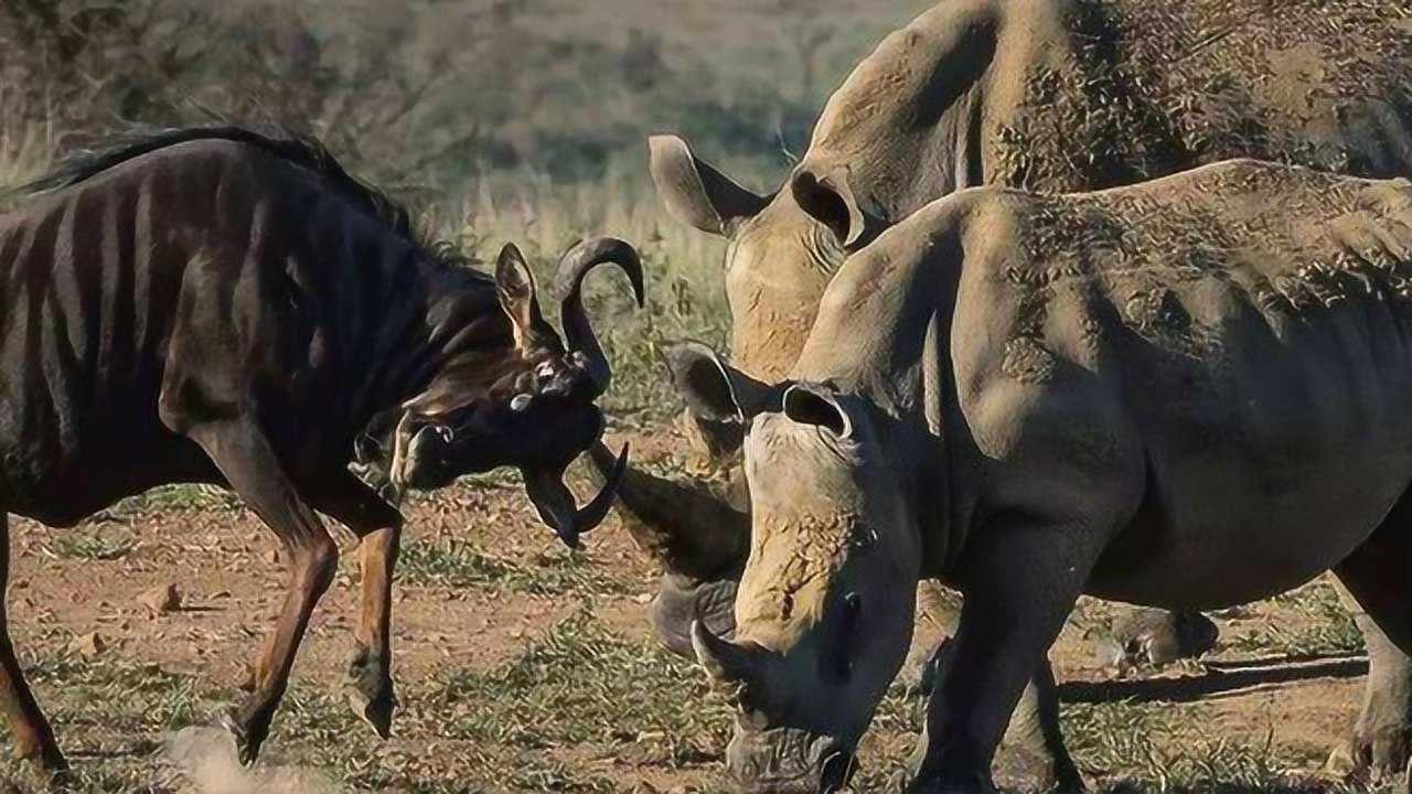 陆地最强动物打架,看老虎和犀牛谁主沉浮,绝对难得一见的场面