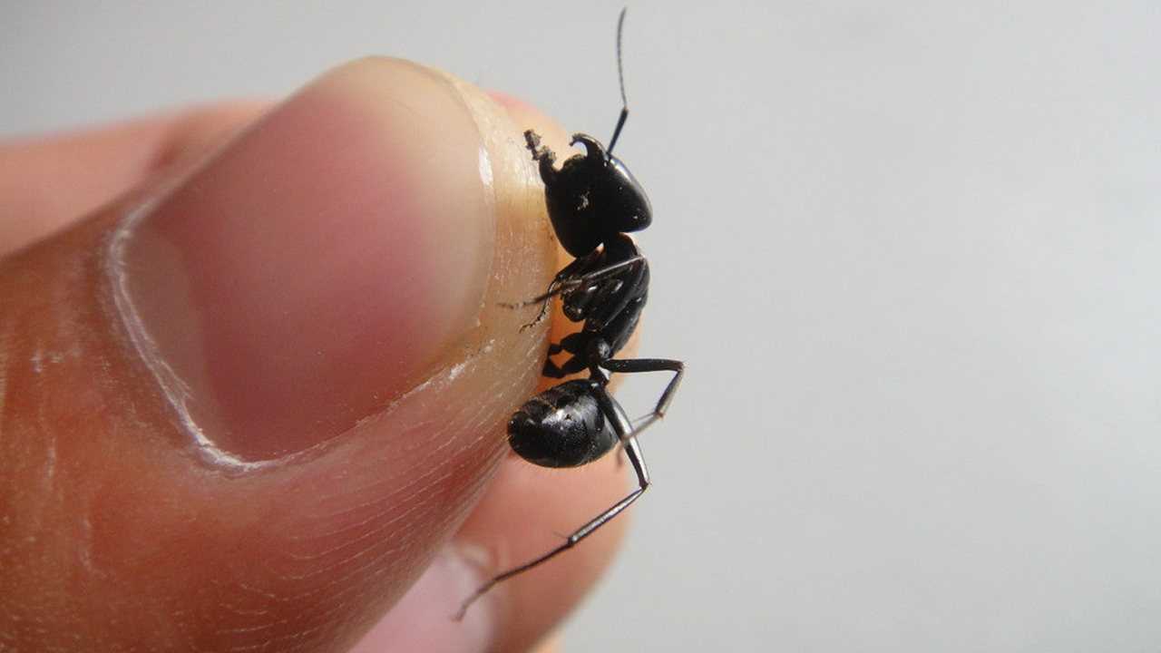 家里好多蚂蚁怎么消除掉