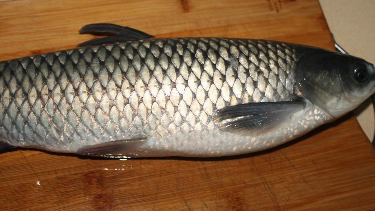 广西小伙教你用草鱼做生鱼片鱼片晶莹剔透入口鲜美