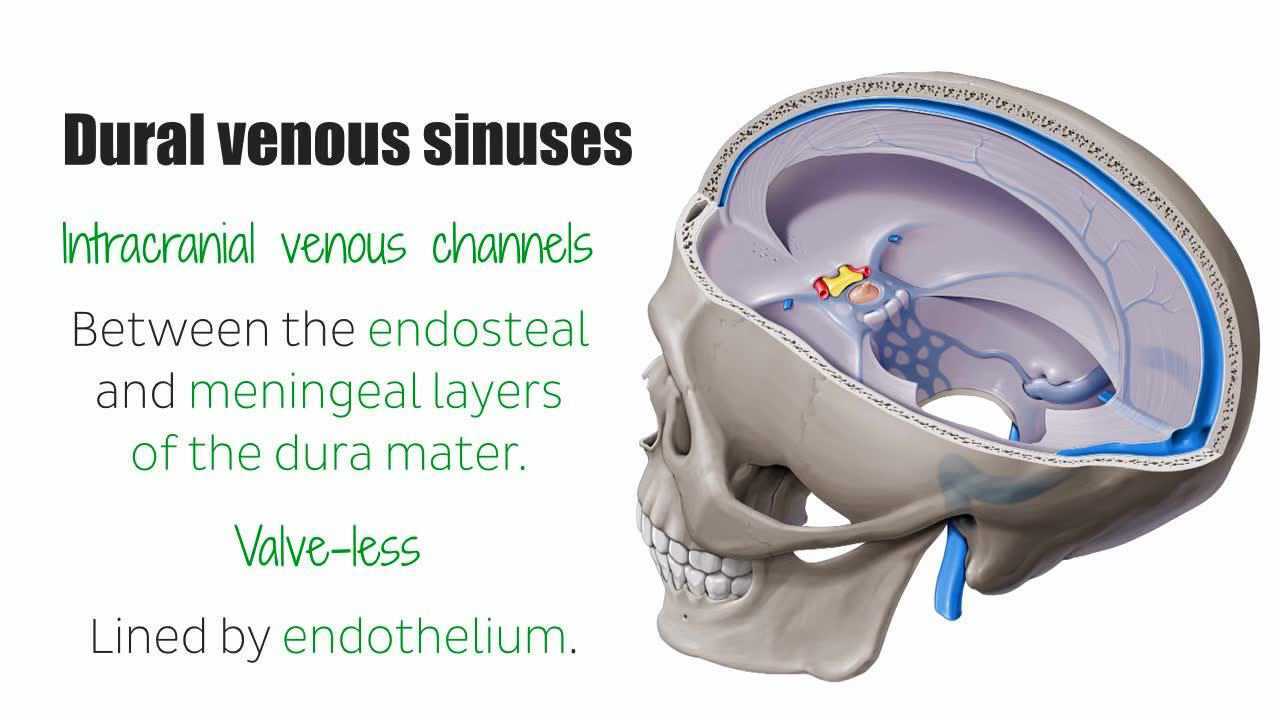 枕窦解剖示意图