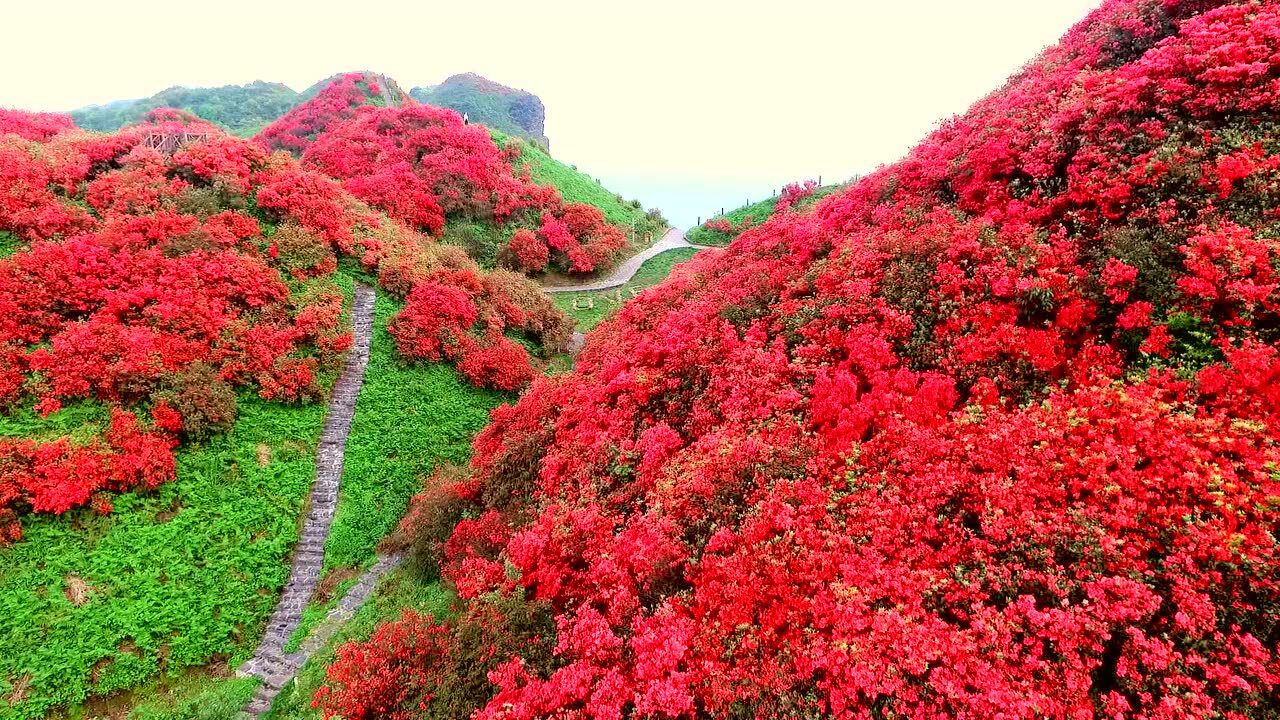 航拍播州区洪关乡杜鹃花海