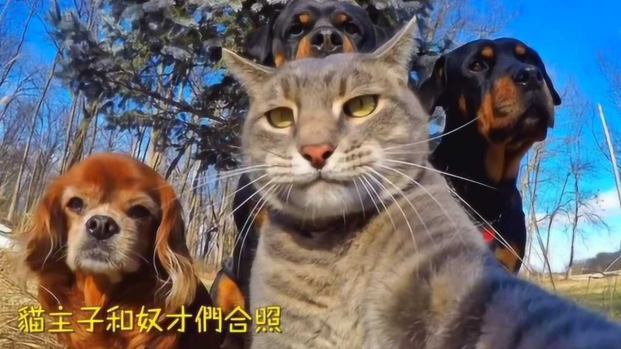 我亲爱的狗子超帅的超自恋的萌宠自拍