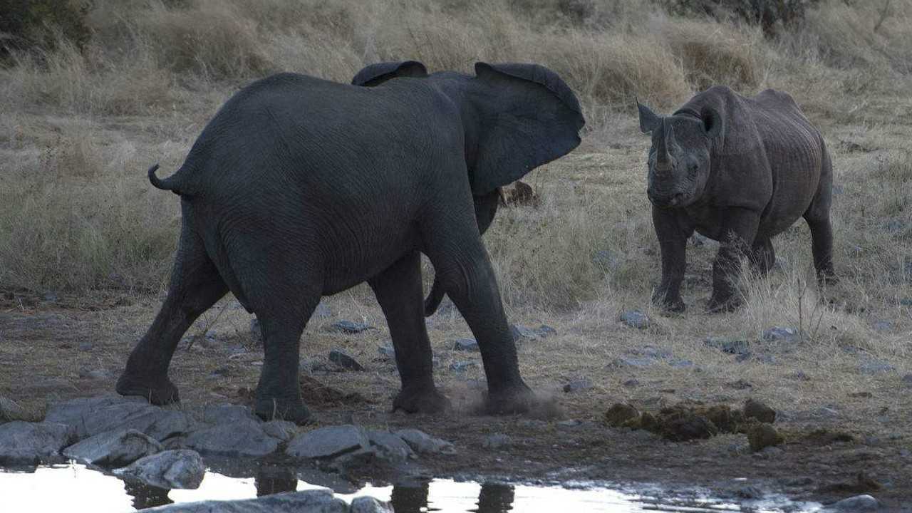 大象和犀牛大战谁才是非洲大草原上的主宰
