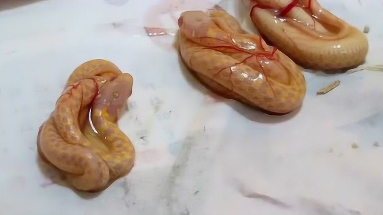 实拍胎生蛇的生产过程,有点瘆人