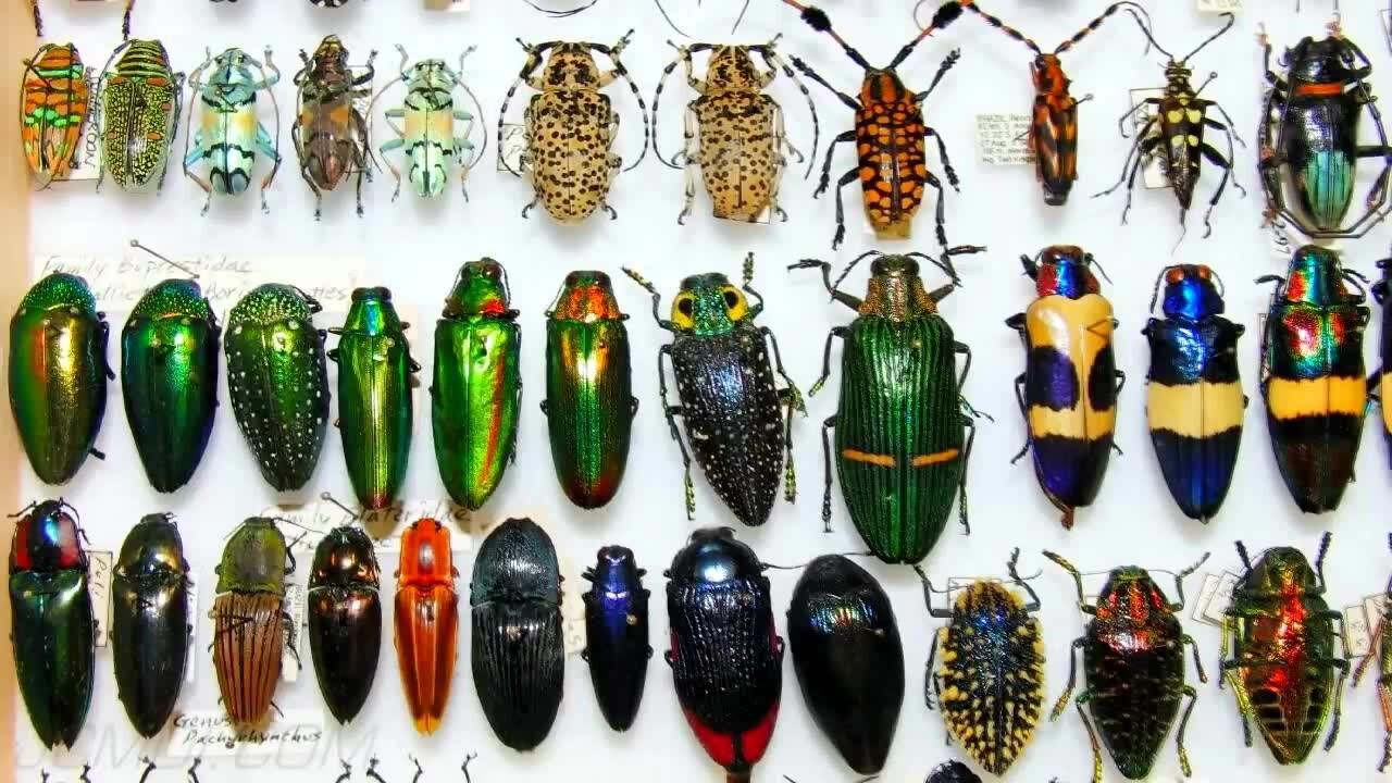 昆虫标本艺术3864次播放2018年06月19日螳螂捕食面包虫277次播放2018