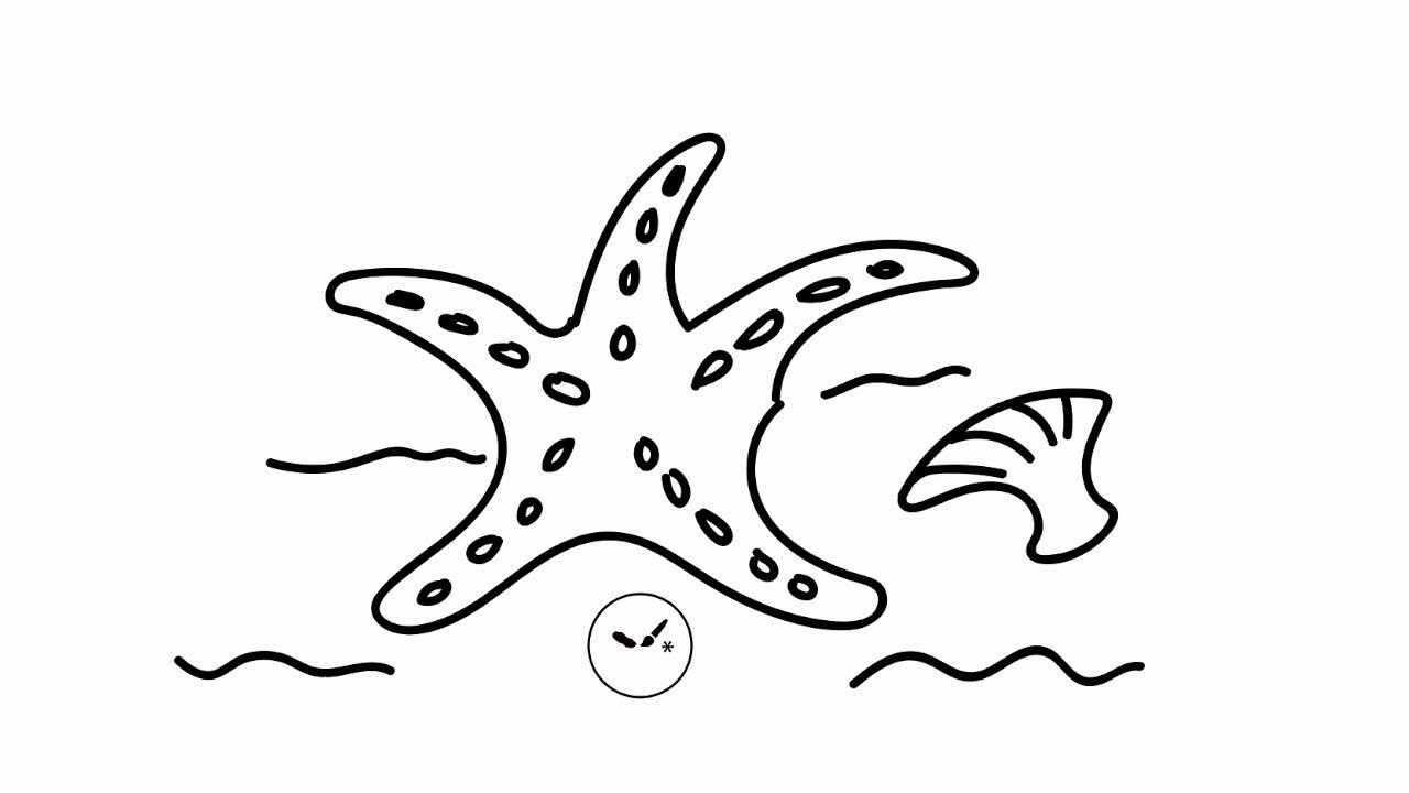海星怎么画 贝壳图片