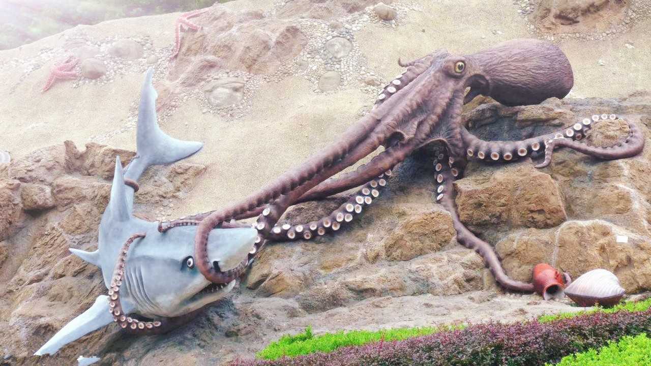 鲨鱼和章鱼的争斗,章鱼的智商之高令人叹服!