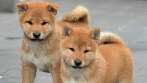 世界上三种最忠诚的狗，中华田园犬上榜，网友：是时候养一只了！