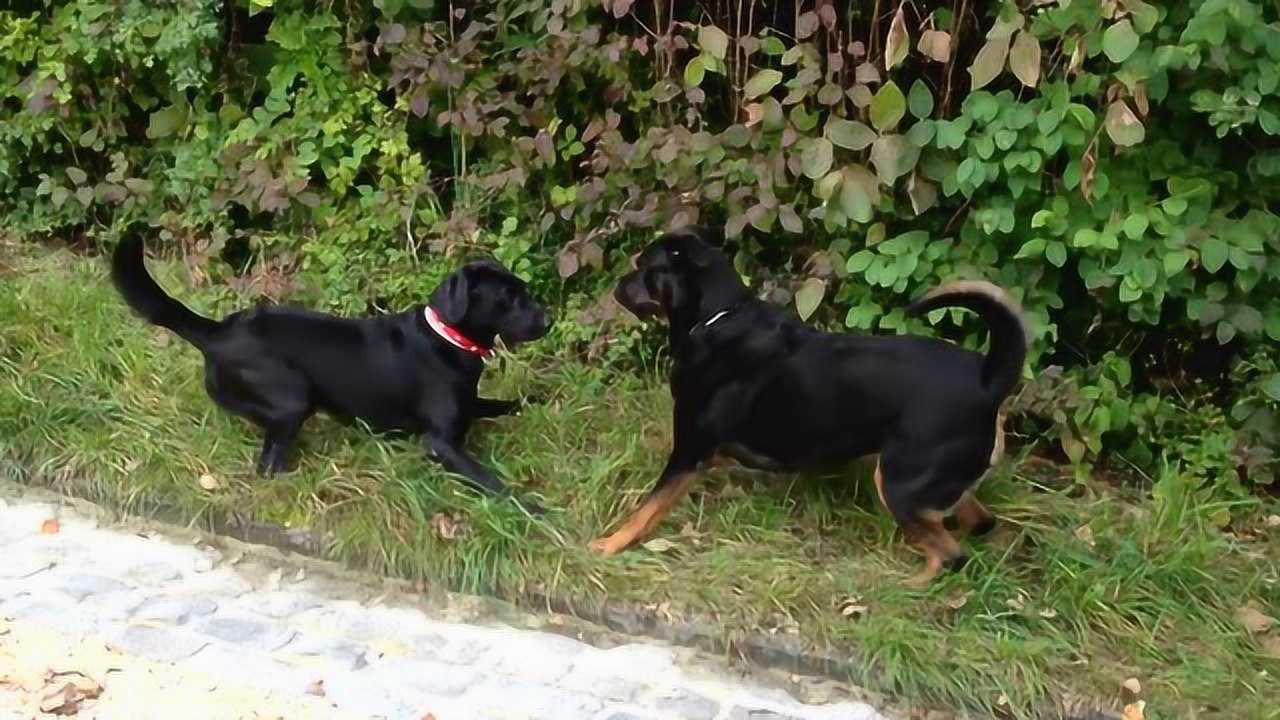 罗威纳犬遇到拉布拉多主人没在肯定会大干一架