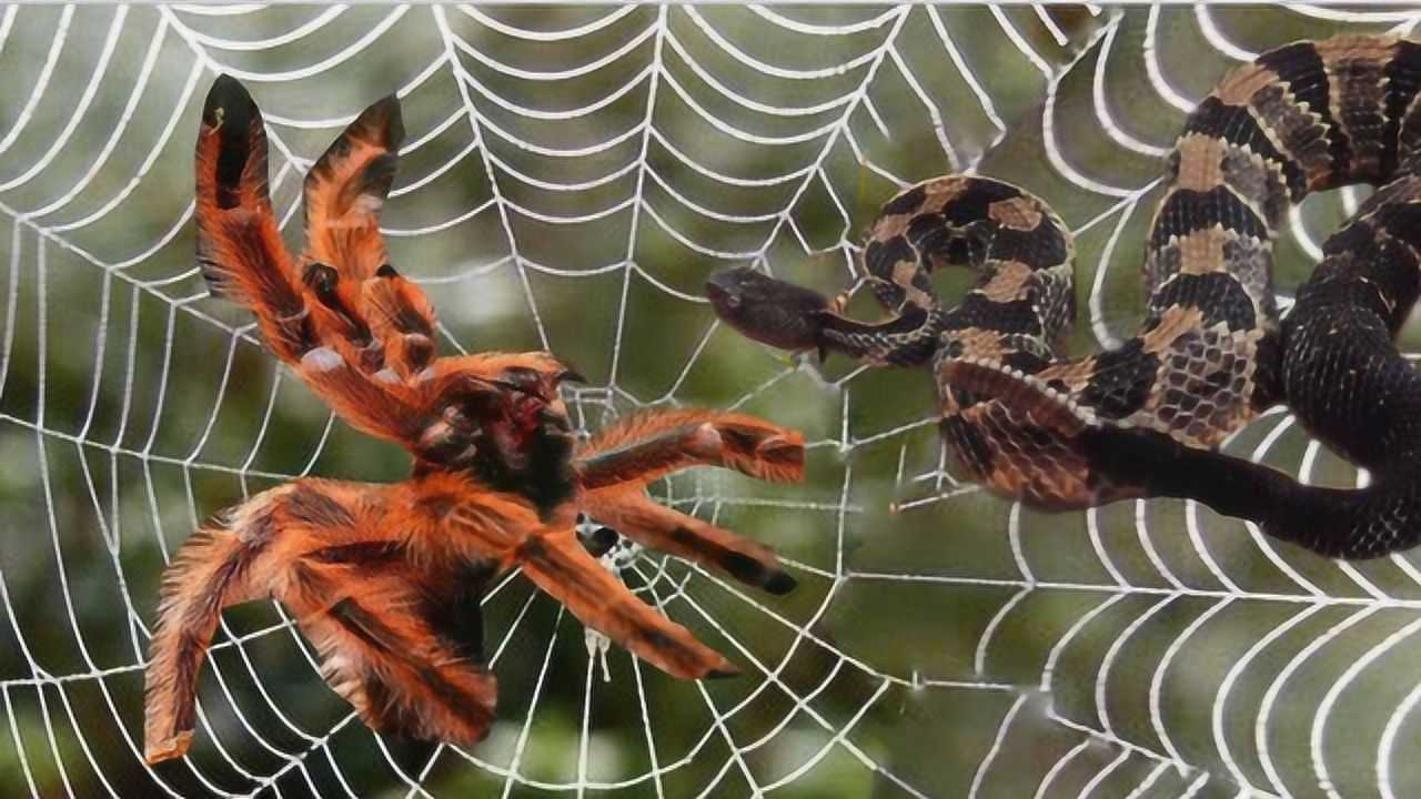 响尾蛇误闯狼蛛洞穴,一番激战过后,没想到下场会是这样!太牛了