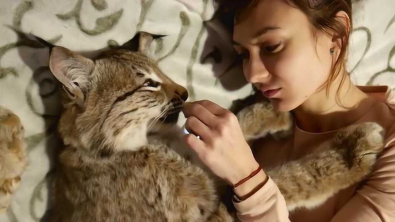 女主人亲亲猞猁遭到拒绝下一秒傲娇猞猁主动往上凑