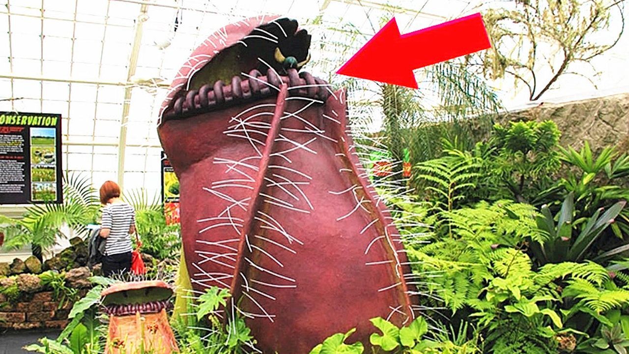 世界上最大的猪笼草这么大它会吃人吗