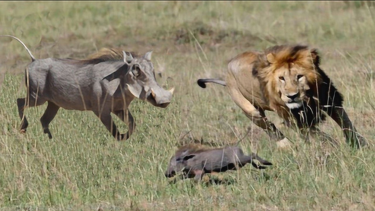 狮子闯入疣猪洞穴,残忍猎杀疣猪幼崽,镜头拍下全过程!