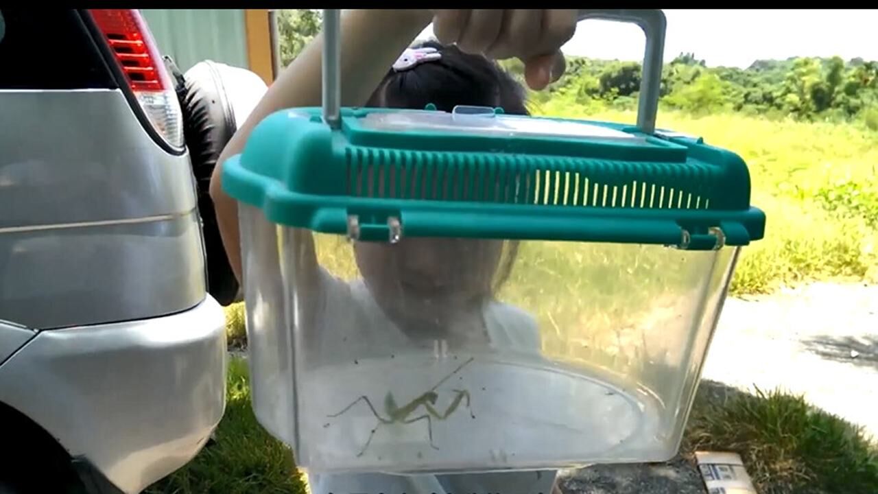 小时候抓螳螂玩会发现螳螂死后肚子里出来一些东西,到底是什么呢?