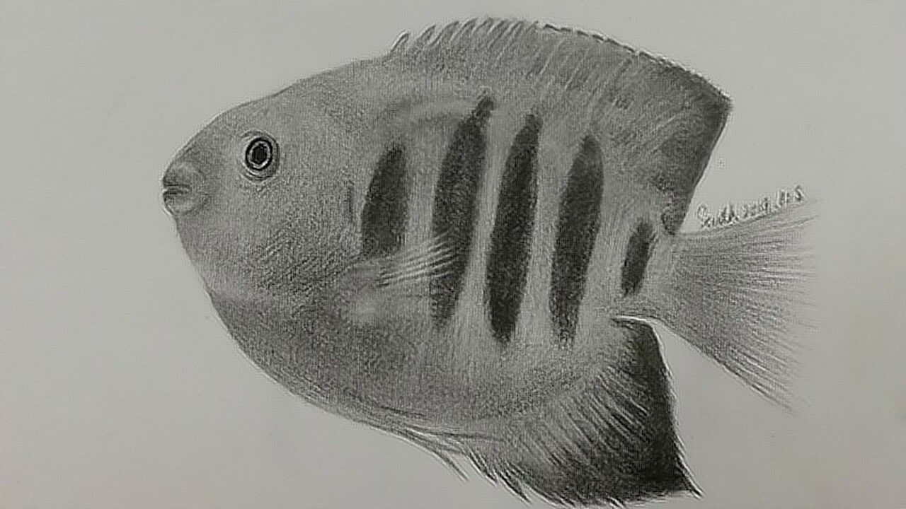 素描零基础教程之热带鱼南乔老师