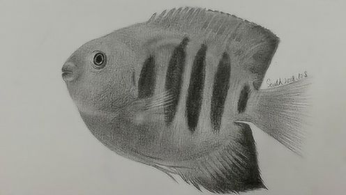 素描零基础教程之热带鱼——南乔老师