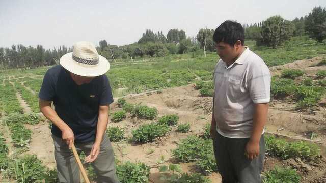 经常吃花生,后果很严重?专家告诉你花生是这样吃的!