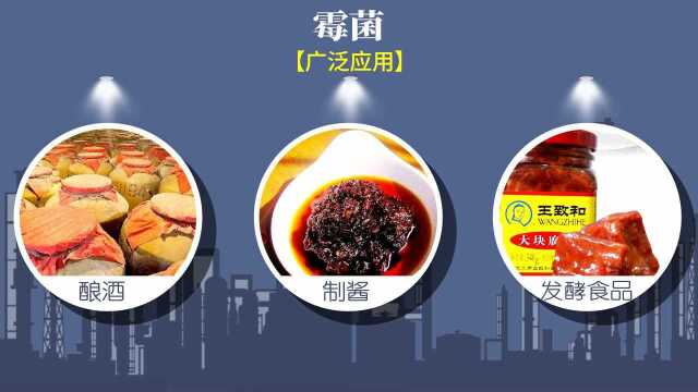 【生物大师】细菌和真菌的繁殖——发酵的奥秘