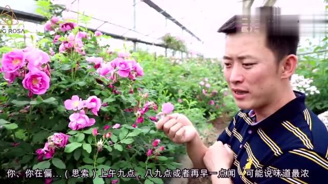 天狼说月季:很像月季的重瓣红玫瑰种植技巧与方法