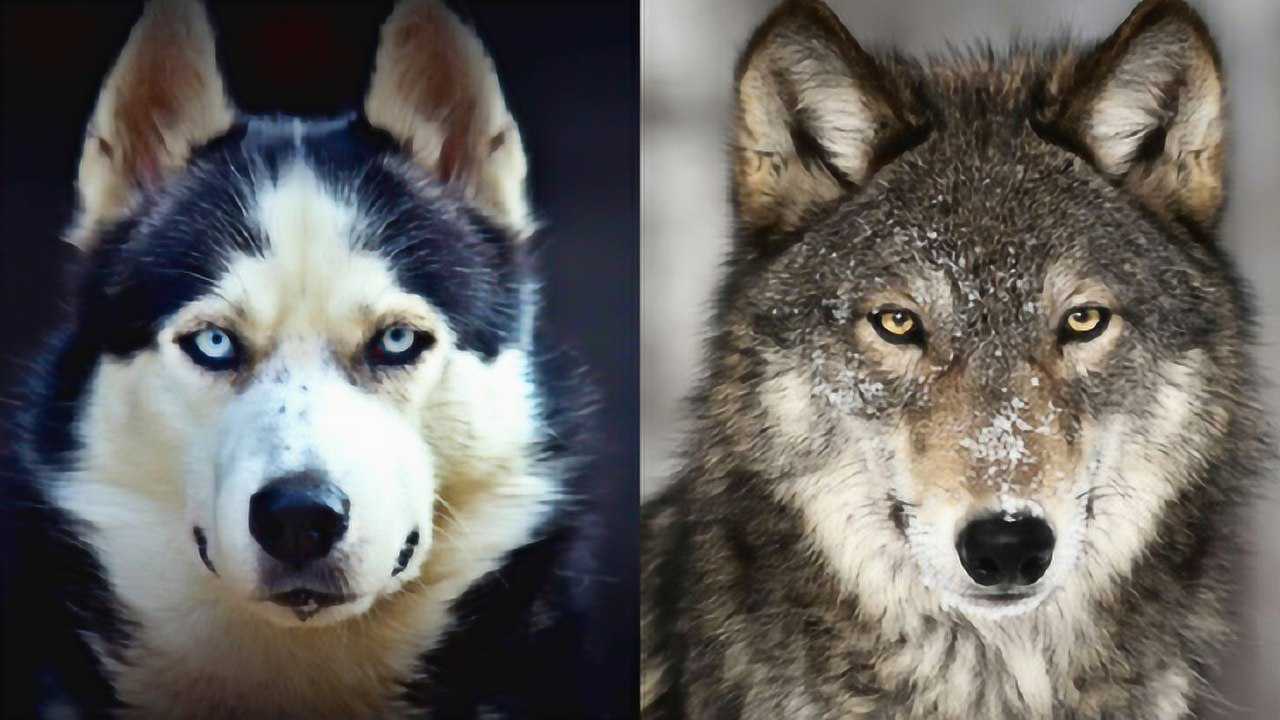 狼与狗的差别在哪里?母狼和母狗怀孕的时候,差距一目了然!
