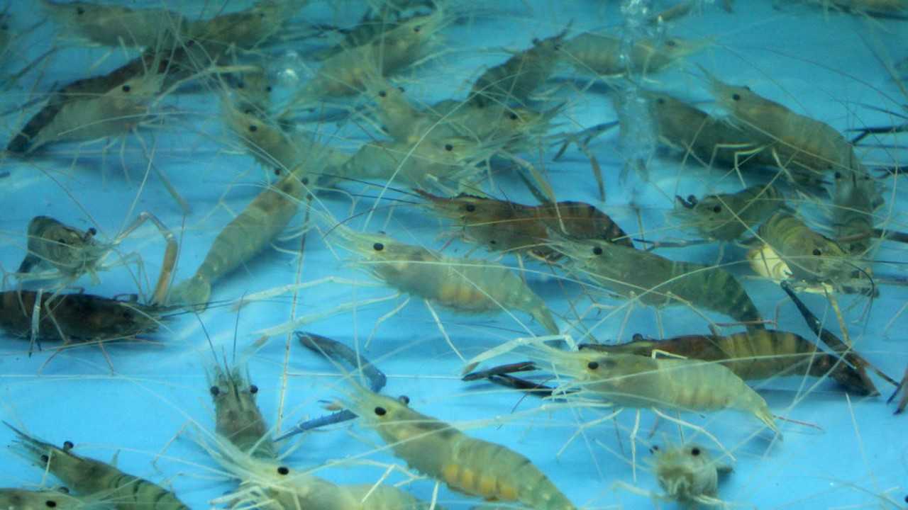 青虾养殖技术—青虾养殖方法—青虾养殖视频