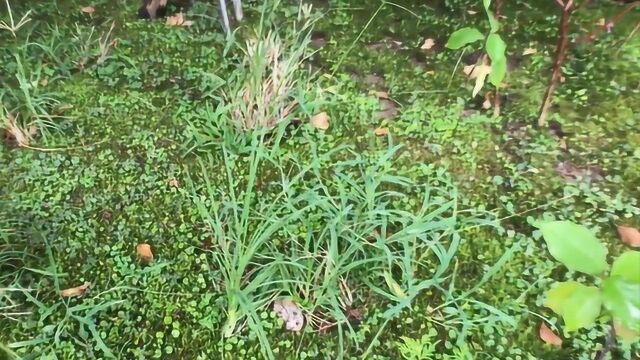 在农村一种很普通的草,每天踩来踩去,作用竟然很神奇