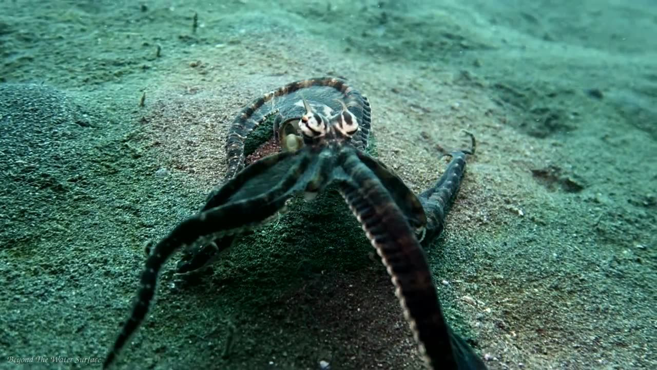 mimicoctopus拟态章鱼