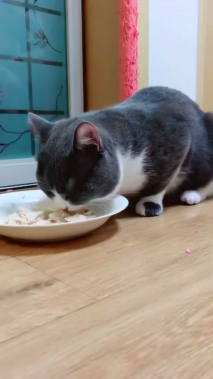 小猫吃东西的样子太可爱了