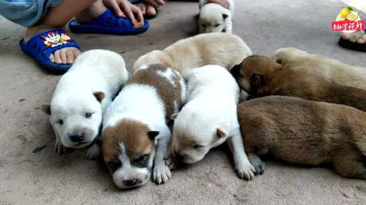 大黄狗一窝就生了8只小狗,毛绒绒的,好可爱